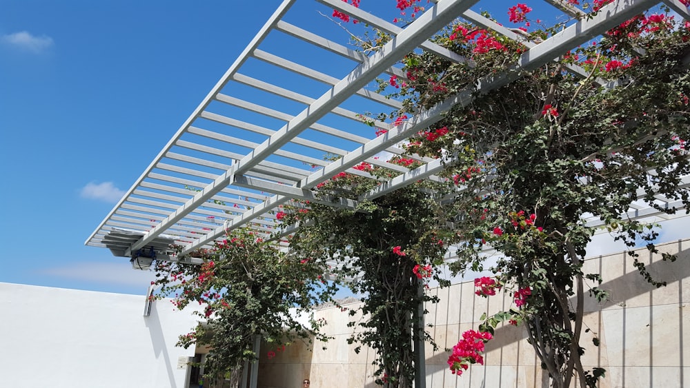 Pergola s popínavými rastlinami